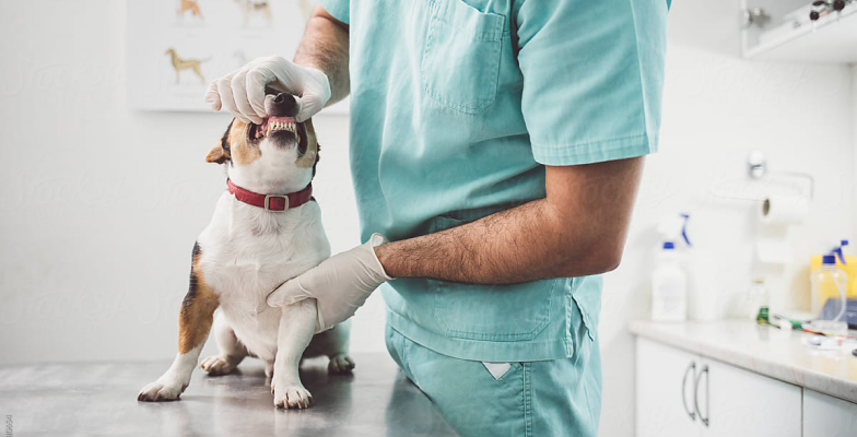 For vet clinics
