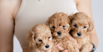 For breeders