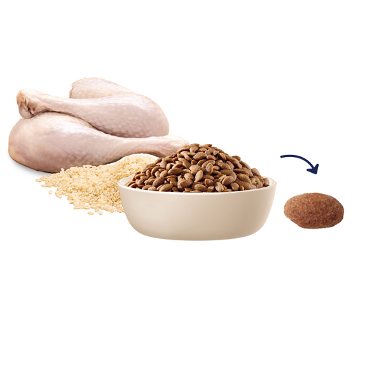 ADVANCE™ Oodles Puppy Turkey with Rice